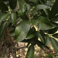 Lepisanthes tetraphylla var. tetraphylla (Vahl) Radlk.